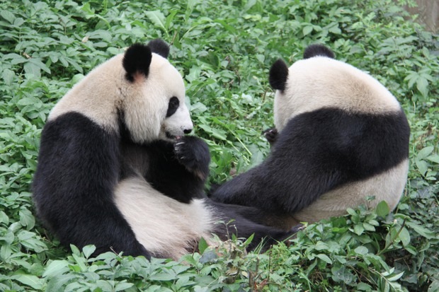 2011-11-13-CRBGPB-Cub-Enclosure-Xiang-Bing-Shu-Rong-001-2