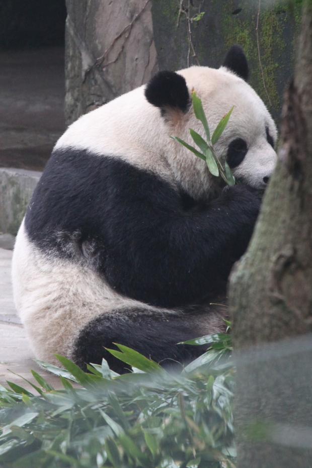 2011-11-19-ChongQing-Zoo-Chuan-Xing-001