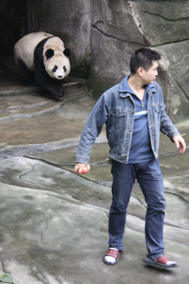 2011-11-19-ChongQing-Zoo-Er-Shun-0011
