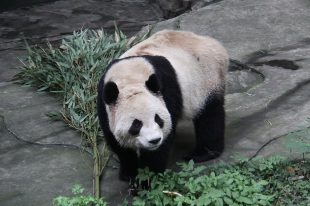 2011-11-19-ChongQing-Zoo-Er-Shun-011