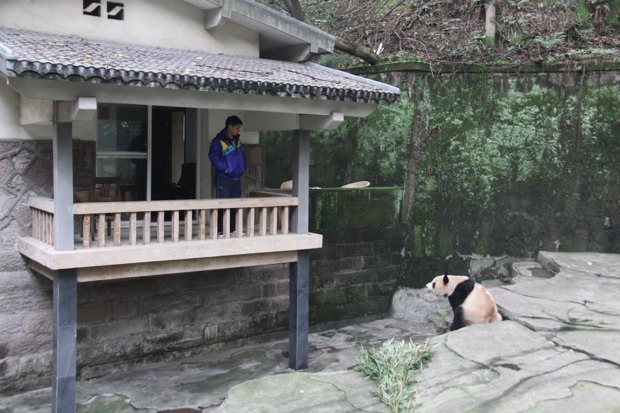 2011-11-19-ChongQing-Zoo-Er-Shun-012