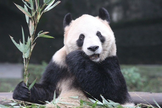 2011-11-19-ChongQing-Zoo-Lan-Xiang-004