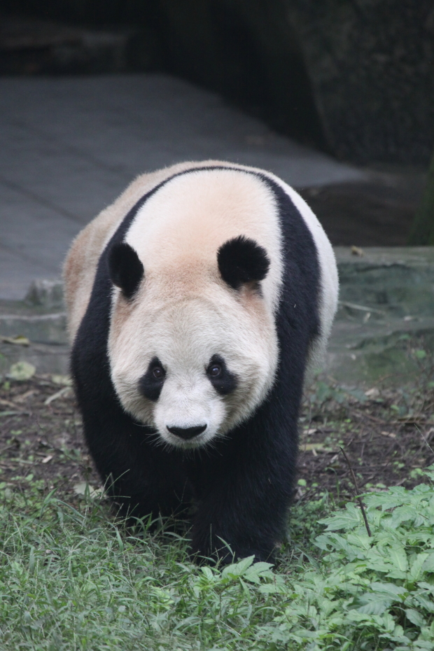 2011-11-19-ChongQing-Zoo-Lan-Xiang-014