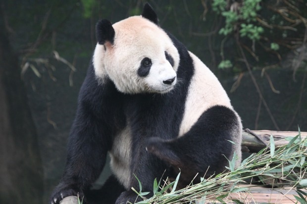 2011-11-19-ChongQing-Zoo-Liang-Liang-003