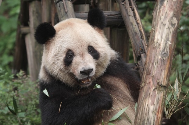 2011-11-19-ChongQing-Zoo-You-You-005