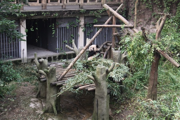 2011-11-19-ChongQing-Zoo-You-You-008