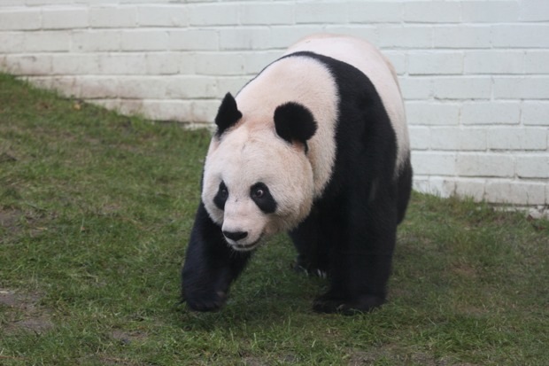 2011-12-15-Edinburgh-Zoo-Tian-Tian-010