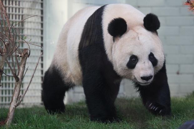 2011-12-15-Edinburgh-Zoo-Tian-Tian-012