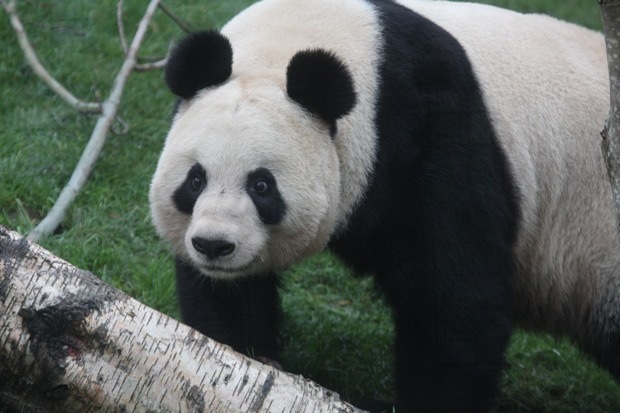 2011-12-15-Edinburgh-Zoo-Tian-Tian-033