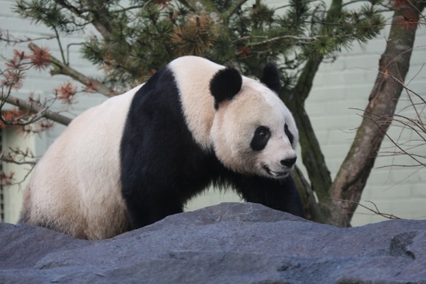 2011-12-15-Edinburgh-Zoo-Tian-Tian-043
