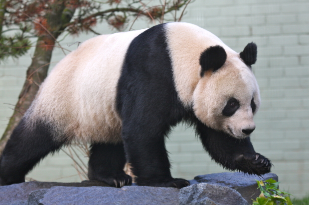2011-12-15-Edinburgh-Zoo-Tian-Tian-045-2