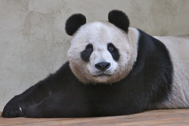 2011-12-15-Edinburgh-Zoo-Yang-Guang-003