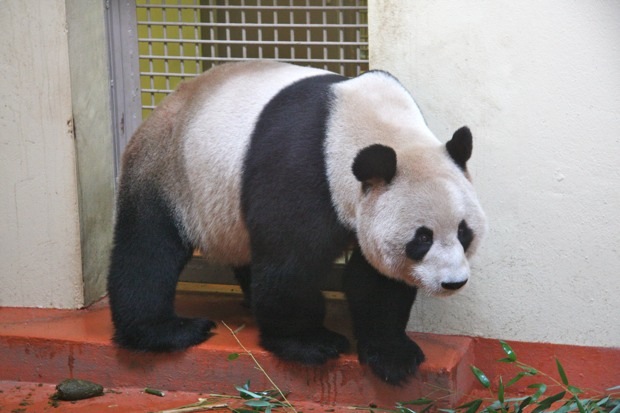 2011-12-15-Edinburgh-Zoo-Yang-Guang-008