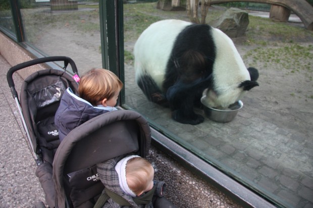 2011-12-29-Zoo-Berlin-Bao-Bao-003-620x413