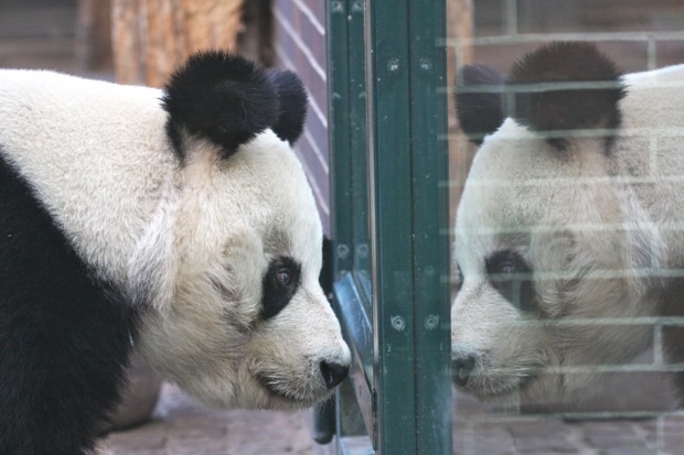 2011-12-29-Zoo-Berlin-Bao-Bao-014