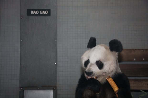 2011-12-29-Zoo-Berlin-Bao-Bao-069