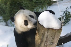 Yun Zi's snow day