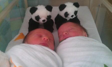 Panda-Babies-2-web