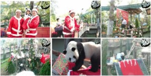 Lin Ping celebrates Christmas & New Year 2012