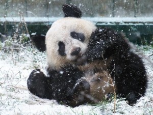 Fu Hu's first snow