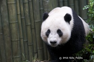 What is Yun Zi doing?
