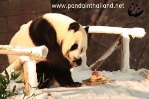 Pandas @ Chiang Mai Zoo's Snow Dome