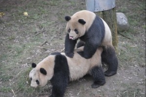 Panda Mating Season Started @ BFX