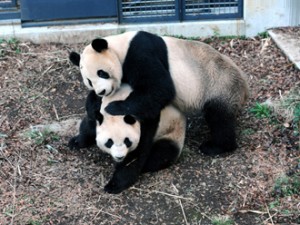 Breeding Time @ Ueno Zoo