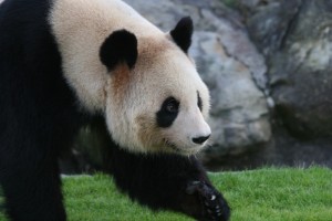 Breeding Time @ Adventure World Wakayama