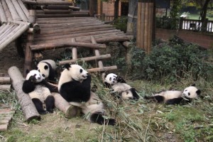 Ya Ya & the 2010 cubs in Chengdu