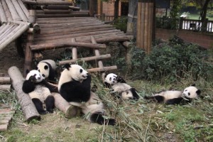 Ya Ya & the 2010 cubs in Chengdu
