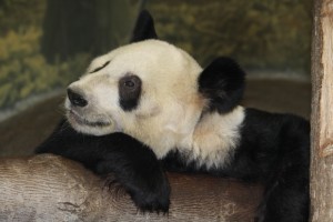 Artificial Insemination @ Memphis Zoo