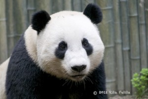 Yun Zi is back