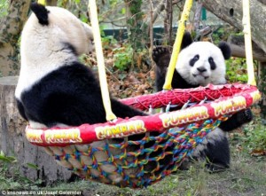 Yang Yang & Fu Hu enjoy their swing