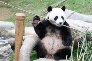 Le Bao (Yuan Xin)