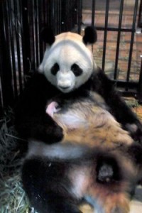 Tokyo's panda cub is a male