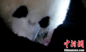 Li Li gives birth to a cub @ Chengdu Panda Base