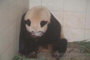 Shui Xiu gives birth to twins @ CCRCGP