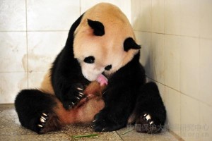 Guo Guo gives birth to a cub @ CCRCGP