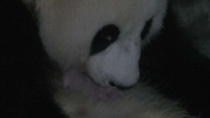 Xiao Yatou gives birth to a cub @ Chengdu Panda Base