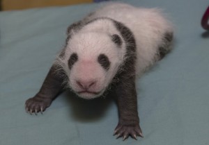 First exam of San Diego Zoo's newest cub