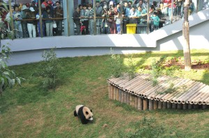 Dalian Forest Zoo opens Panda Exhibit