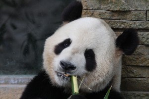 Bing Xing loves watermelon