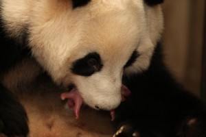 Cheng Ji gives birth to twins @ Chengdu Panda Base