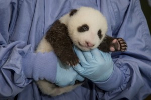 Help San Diego Zoo name their panda cub