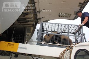 3 Pandas moved to Dalian Forest Zoo