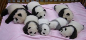 Chengdu Panda Base shows their 7 cubs of 2012