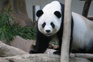 Panda sex-tapes must help Chuang Chuang