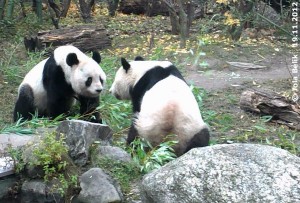 Yang Yang & Long Hui: back together in Vienna