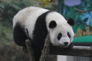 CCRCGP Pandas of 2011 have been named